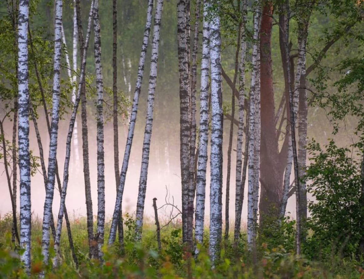 A grove of birch trees