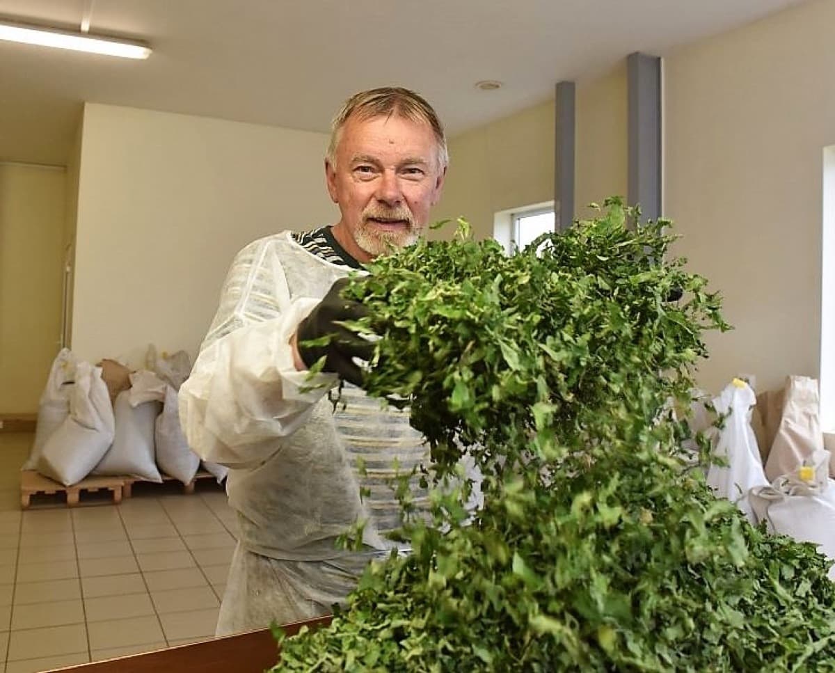 A drying bundle of fresh herbs