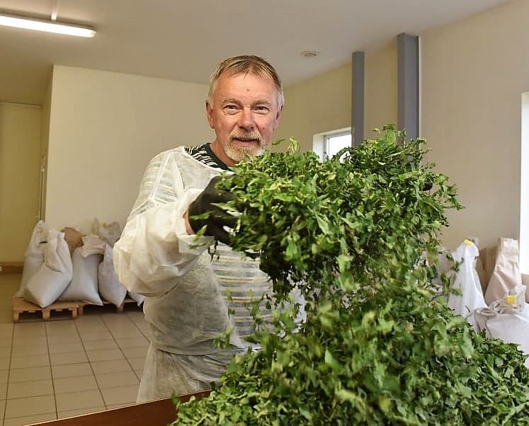 Nieru un urīnpūšļa slimību fitoterapija