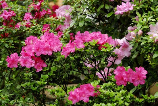 Acālija (Rhododendron)