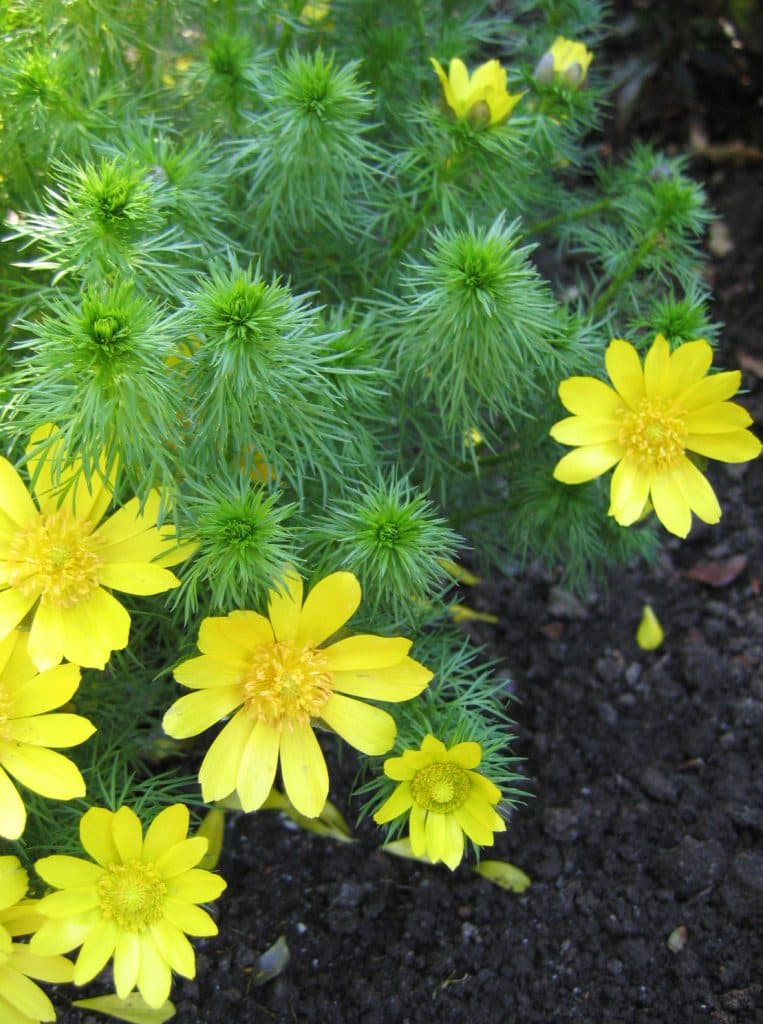 Adoniss (Adonis vernalis)