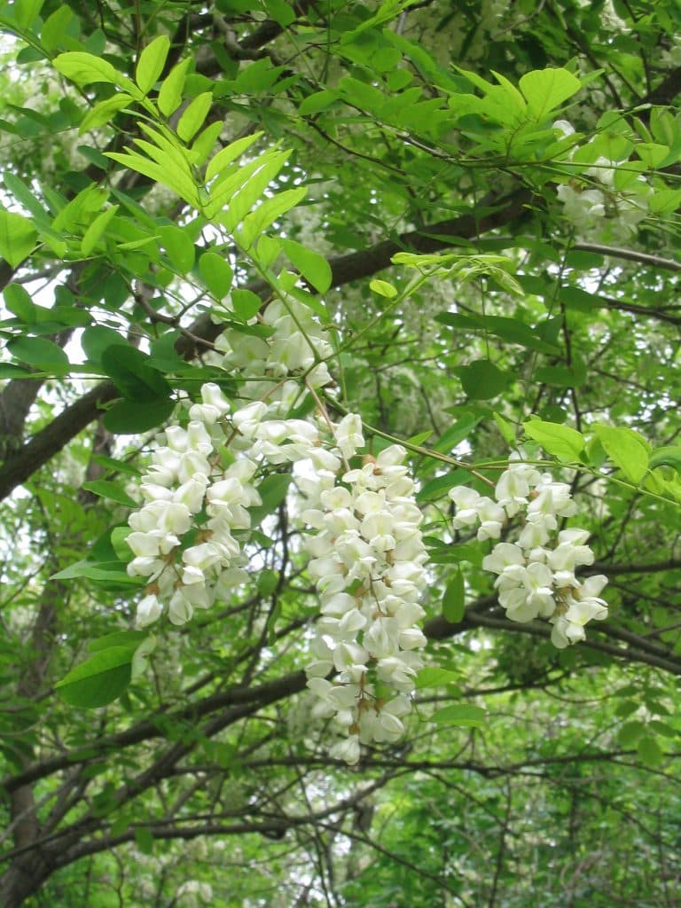 Baltā akācija (Robinia pseudoacacia)