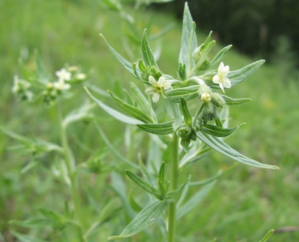 Akmeņu sēkla (Lithospermum officinale)