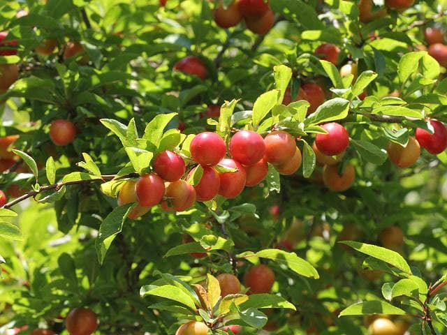 Aliča (Prunus cerasifera)