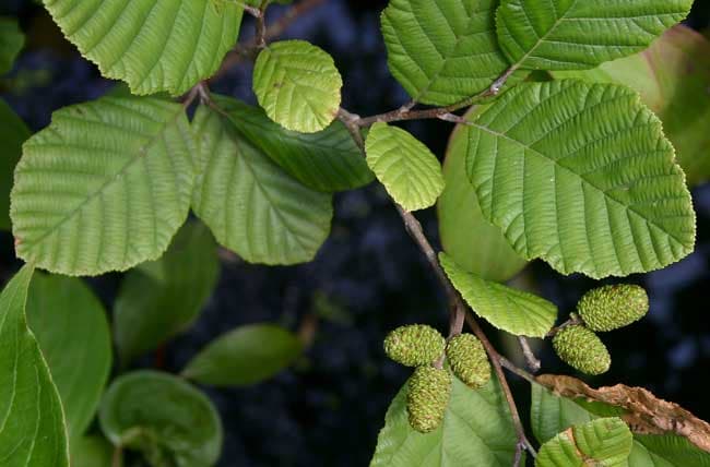 Alksnis (Alnus)