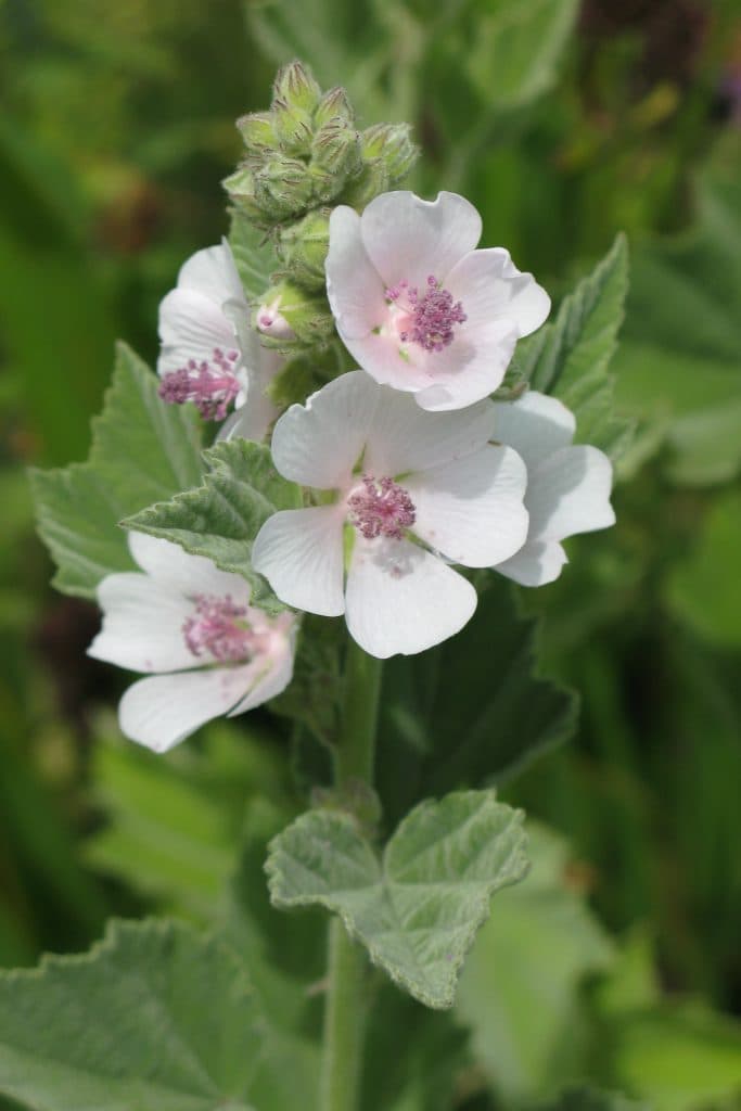 Ārstniecības alteja (Althaea officinalis)