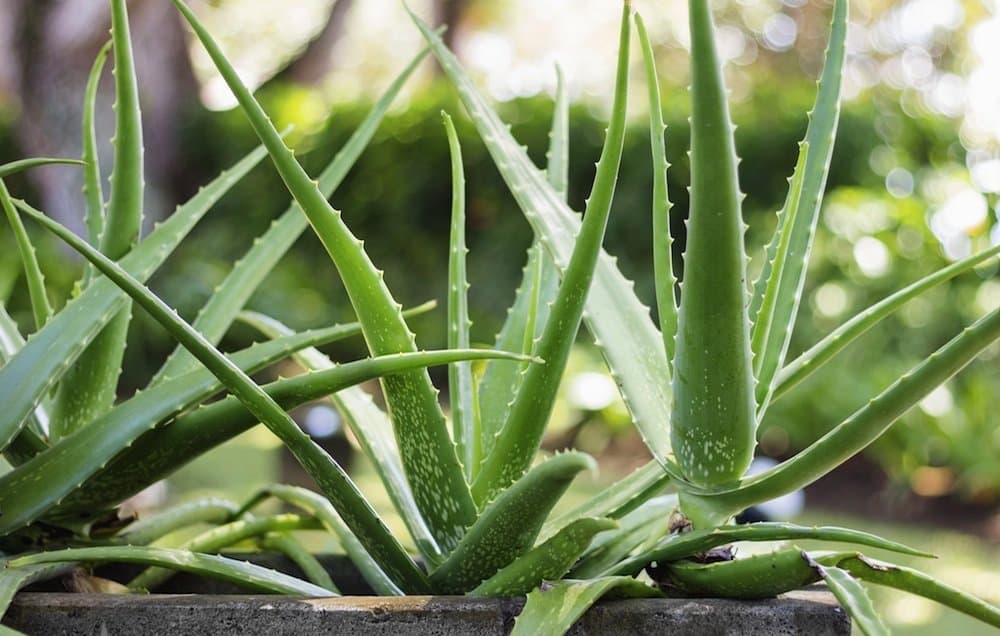Alveja (Aloe vera)