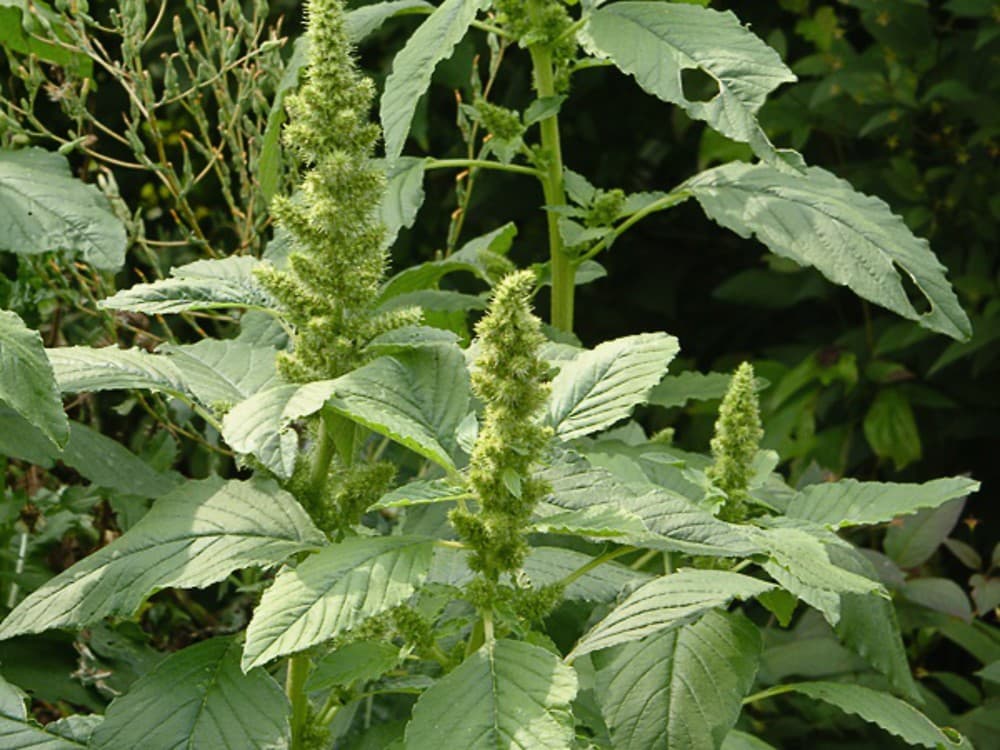 Liektais amarants (Amaranthus retroflexus)