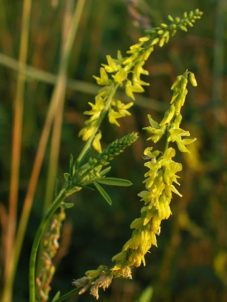 Amoliņš (Melilotus)